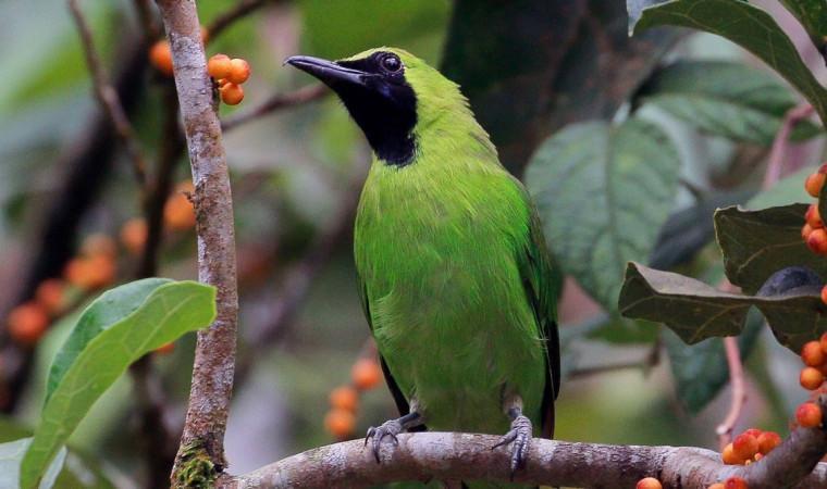 Daftar Gacor OVO Terbaru: Tips Ampuh Agar Suara Burung Lebih Berpotensi